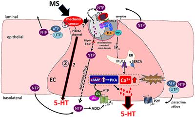 Mechanosensory Signaling in Enterochromaffin Cells and 5-HT Release: Potential Implications for Gut Inflammation